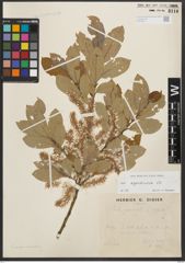 Foto von Salix appendiculata Vill.